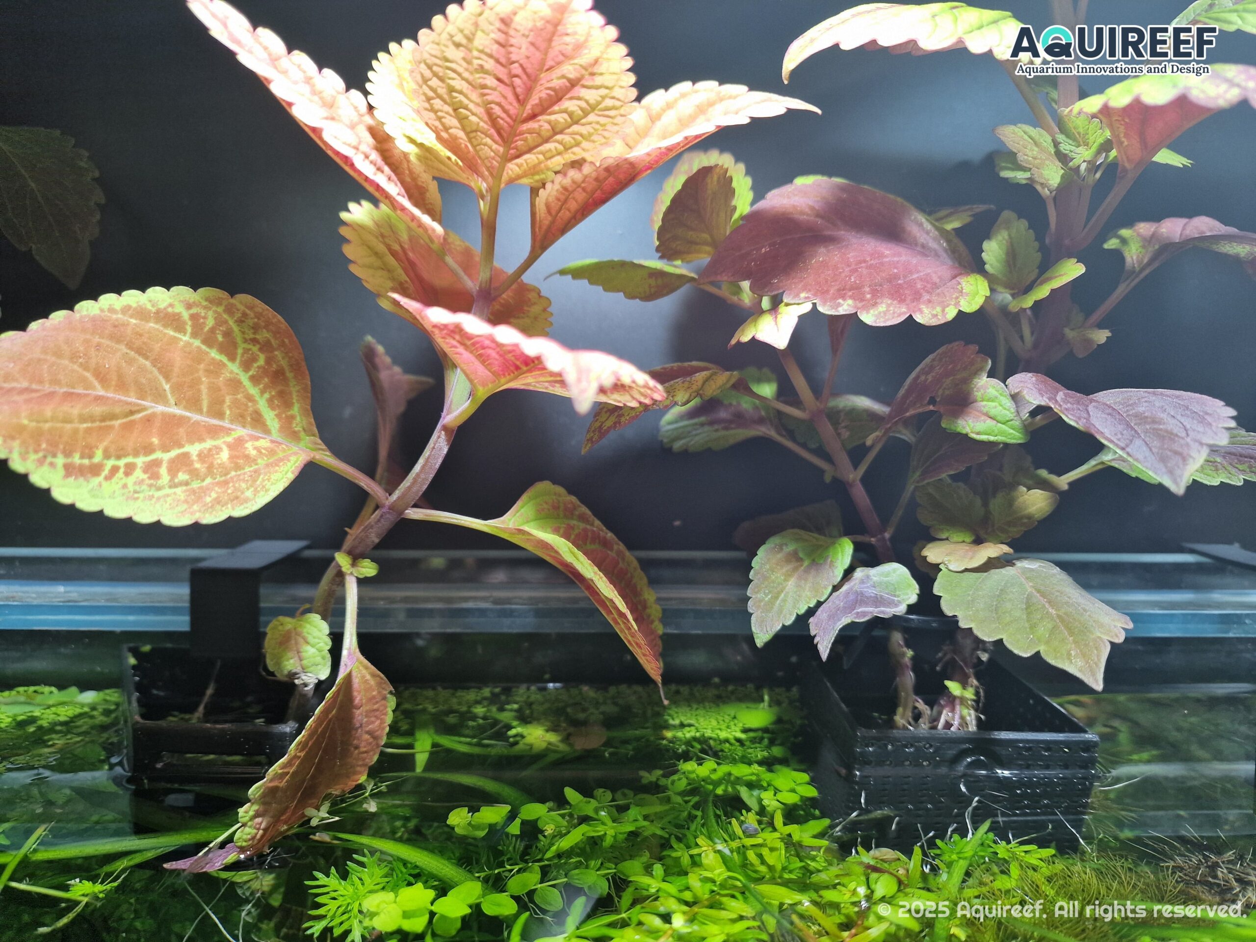 Custom 3D print - different size planters for natural plant growout showcasing real usage case