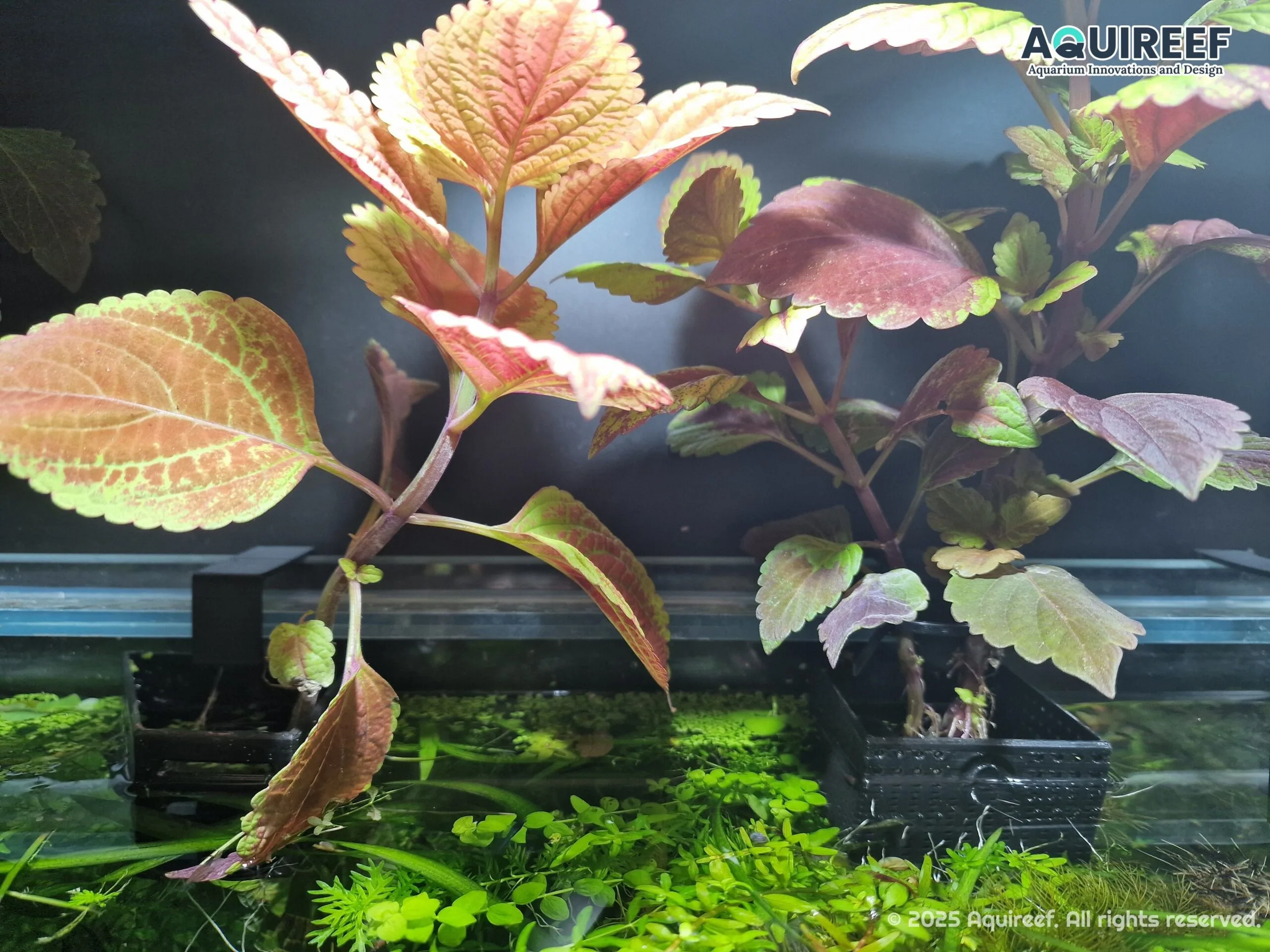 Custom 3D print - different size planters for natural plant growout showcasing real usage case