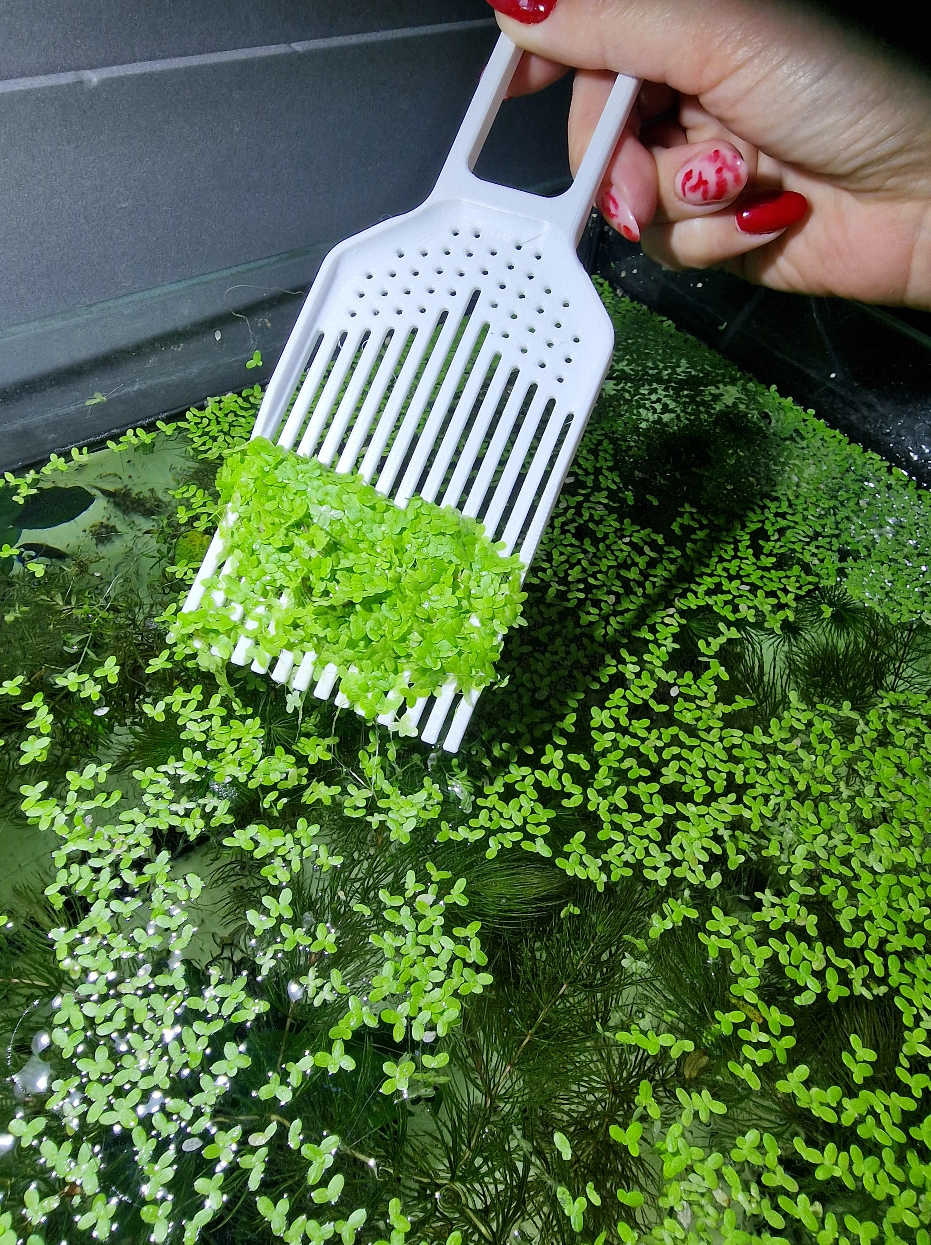 Custom 3d printable duckweed scooper showcased in action