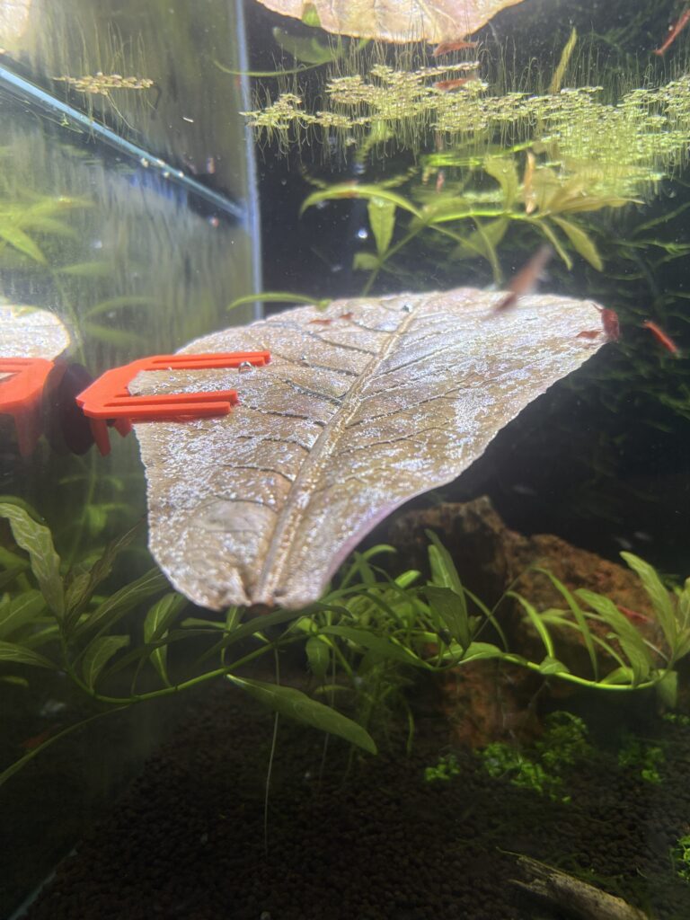 3d printable leaf holder for fish tanks and aquariums