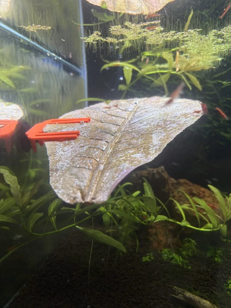 3d printable leaf holder for fish tanks and aquariums