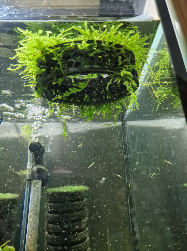 Moss grow-out 3d printable accessory showcased in a real fish tank with green moss growing around it