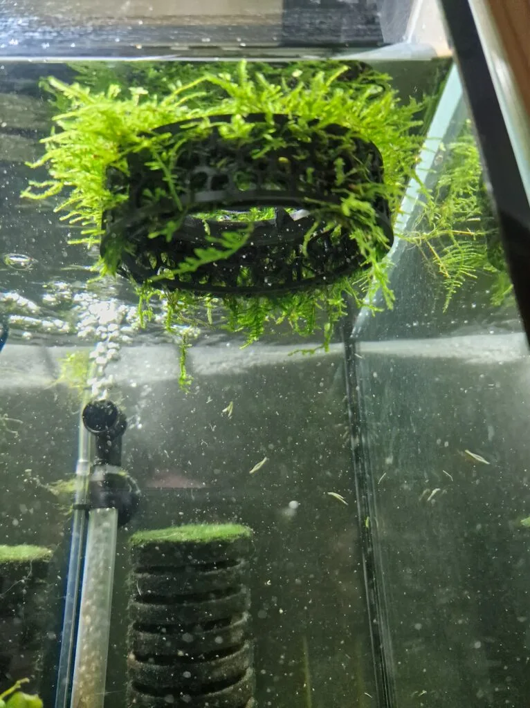 Moss grow-out 3d printable accessory showcased in a real fish tank with green moss growing around it