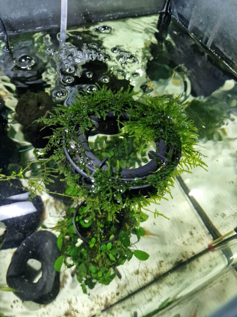 Top view of the moss grow-out 3d printed accessory showcased in a real fish tank with green moss growing around it