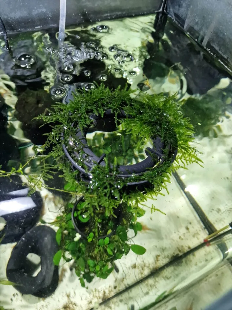 Top view of the moss grow-out 3d printed accessory showcased in a real fish tank with green moss growing around it