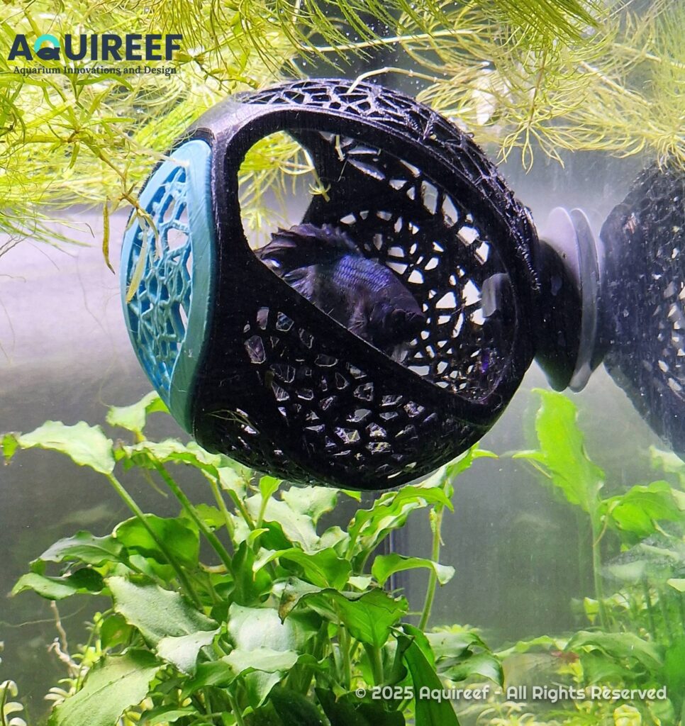 Betta fish resting in a PETG printing underwater cave for fish tank