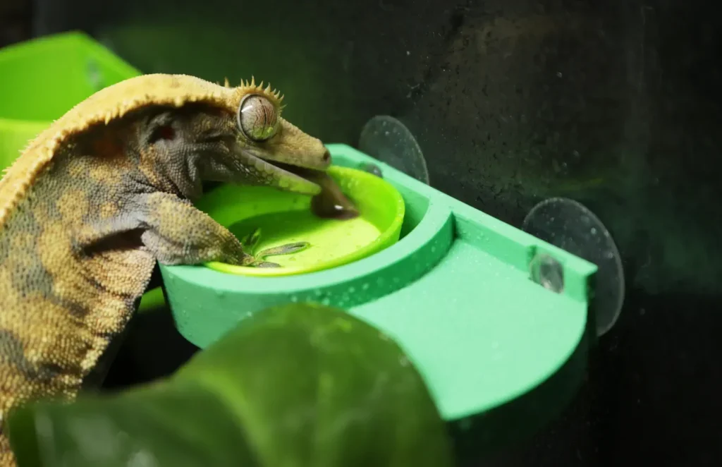 A 3D Printed Gecko eating ledge in green color showcased in action