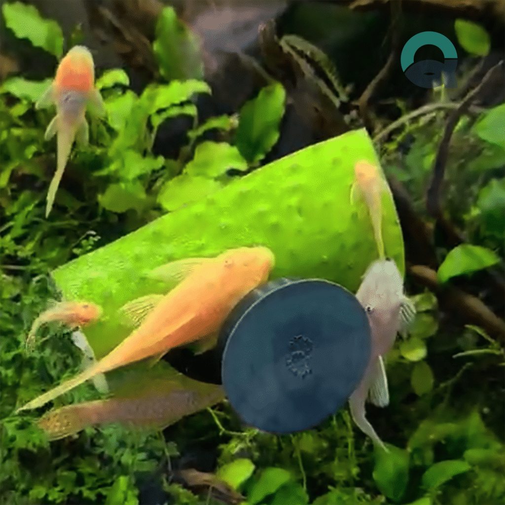 Suction cups of the veggie holder showcased