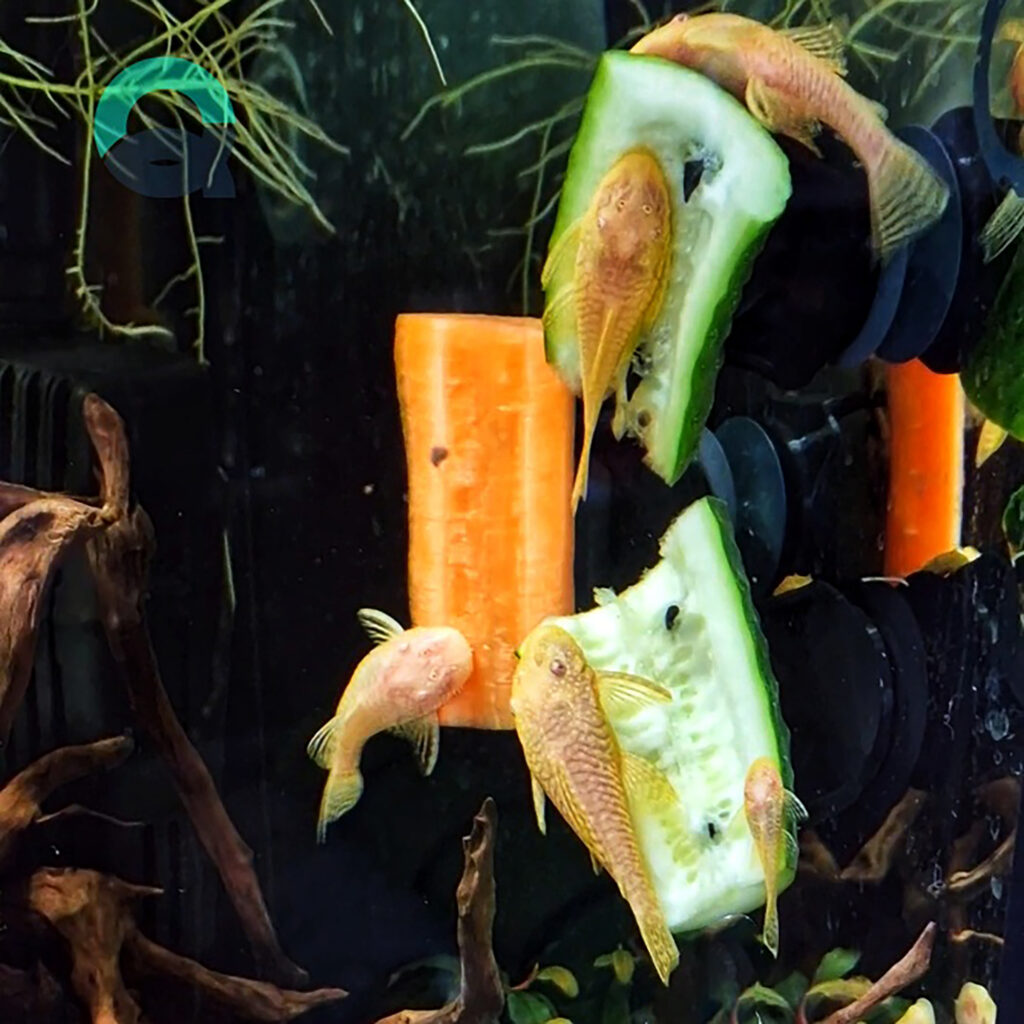Fish tank 3d print in action - fish feasting over vegetables help on glass with the 3d printed veggie holder