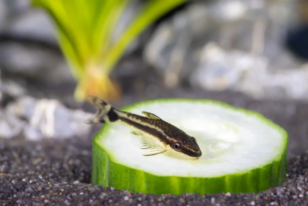 A guppy fish eating a zucchini in aquarium