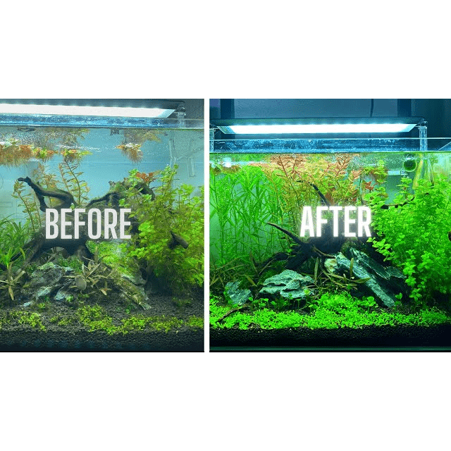 Algae removal in fish tanks