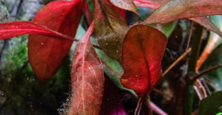 Hydrogen peroxide can treat algae