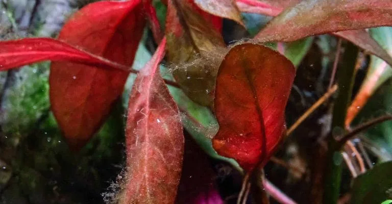 Hydrogen peroxide can treat algae