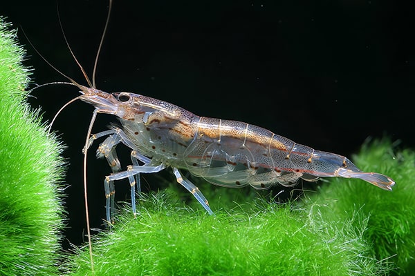 Amano shrimp showcased - a common mistake to use for cladophora algae removal