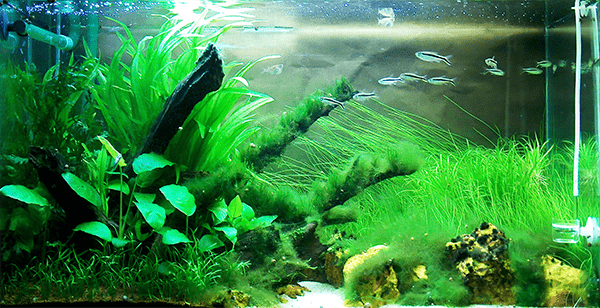 Cladophora algae showcased in fhis tank - tough, stringy green algae hard to get rid of