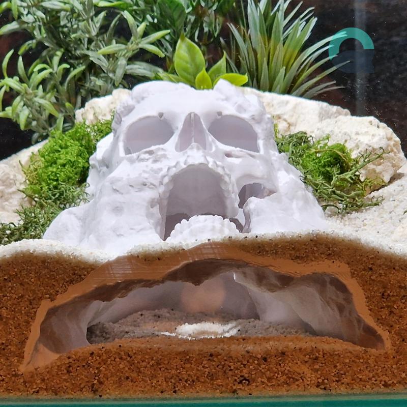 Fish tank decorations by Aquireef3D showcased: the themed Skull Hide - Pirate style cave, used as Aquarium decorations and Terrarium hides.