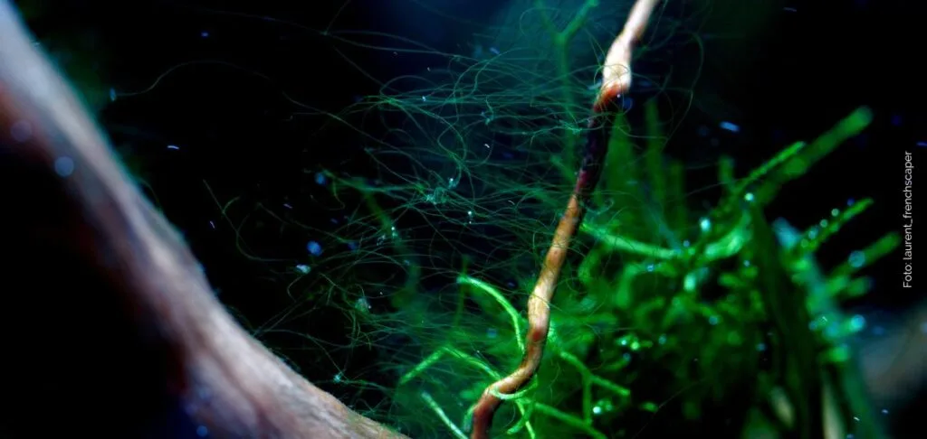 Algae in fish tank