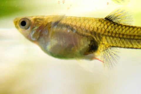 Aquarium fish infected with camallanus - a indicator, that fish tank disinfection required