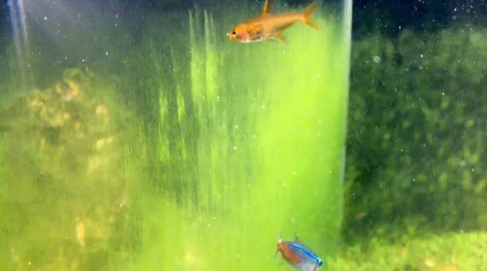 Greendust algae in fish tank
