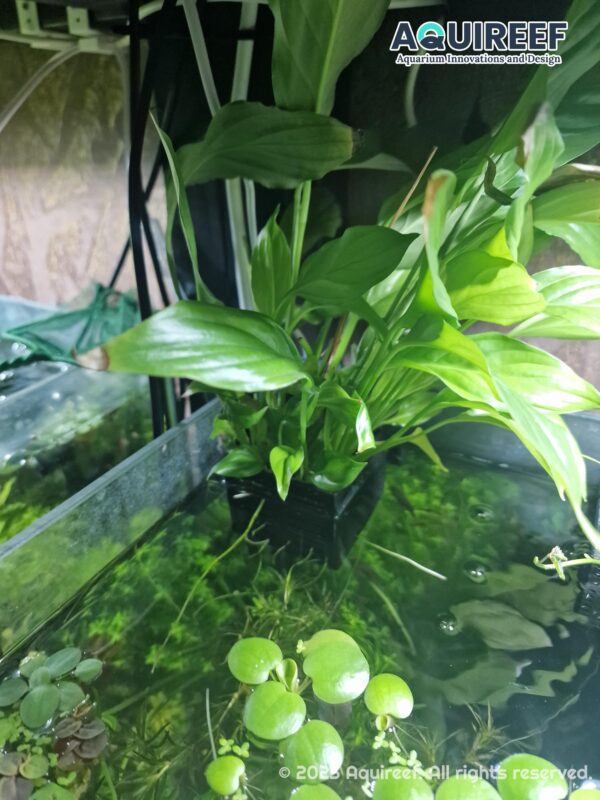 Aquarium Plant Holders, 8 Height Adjustable Designs & Sizes, Aquatic Plant Baskets, Hydroponic Growout Pot | 3D Printable STL File - Image 6