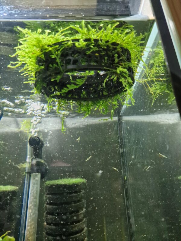 Floating Fish Tank Moss Ring, Aquarium Plant Growout Holder, Plant Floater for Fish and Shrimp Tanks | 3D Printable STL File - Image 5