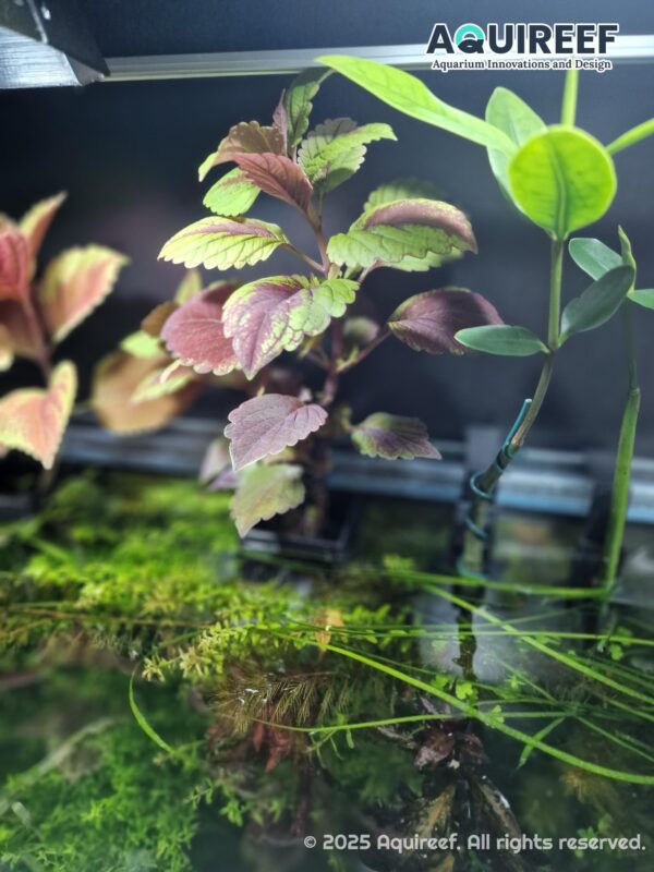 Aquarium Plant Holders, 8 Height Adjustable Designs & Sizes, Aquatic Plant Baskets, Hydroponic Growout Pot | 3D Printable STL File - Image 7