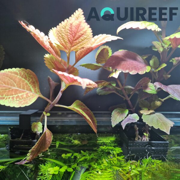 Aquarium Plant Holders, 8 Height Adjustable Designs & Sizes, Aquatic Plant Baskets, Hydroponic Growout Pot | 3D Printable STL File - Image 4