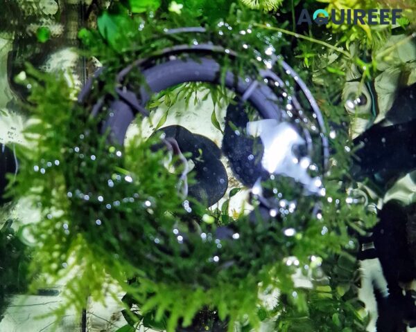 Floating Fish Tank Moss Ring, Aquarium Plant Growout Holder, Plant Floater for Fish and Shrimp Tanks | 3D Printable STL File - Image 4