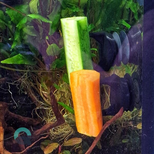 Veggie Clip for Aquarium, Fish Food Holder, Cucumber Hook for Plecos, Shrimp & Snails | 3D Printable STL - Image 2