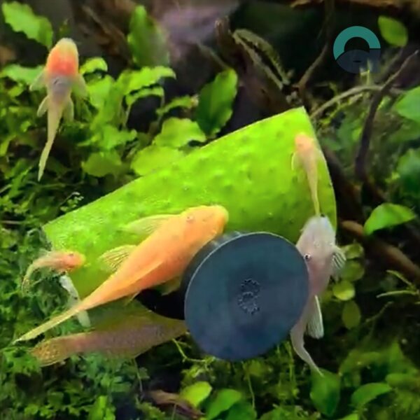 Veggie Clip for Aquarium, Fish Food Holder, Cucumber Hook for Plecos, Shrimp & Snails | 3D Printable STL - Image 3