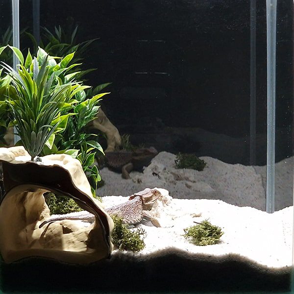 Aquireef3D Custom Print Blog showcasing the Aquireef3D commercial 12 1