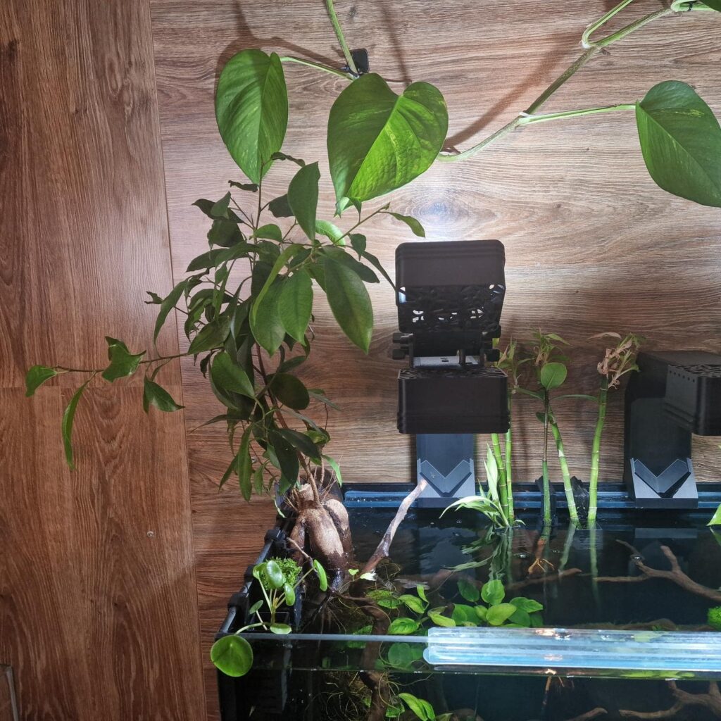 Aquarium plant holder mounted to aquarium glass rim