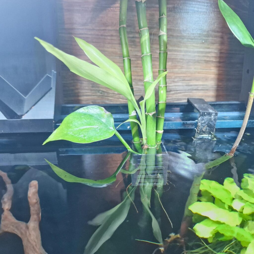 Aquireef3D Custom Print Blog showcasing the Bambu tree inside Aquireef3D Aquarium with the 3d printed tree holder