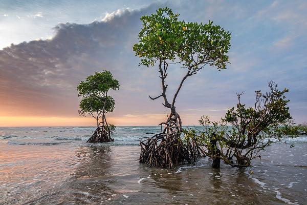 Mangrove tree in sunset