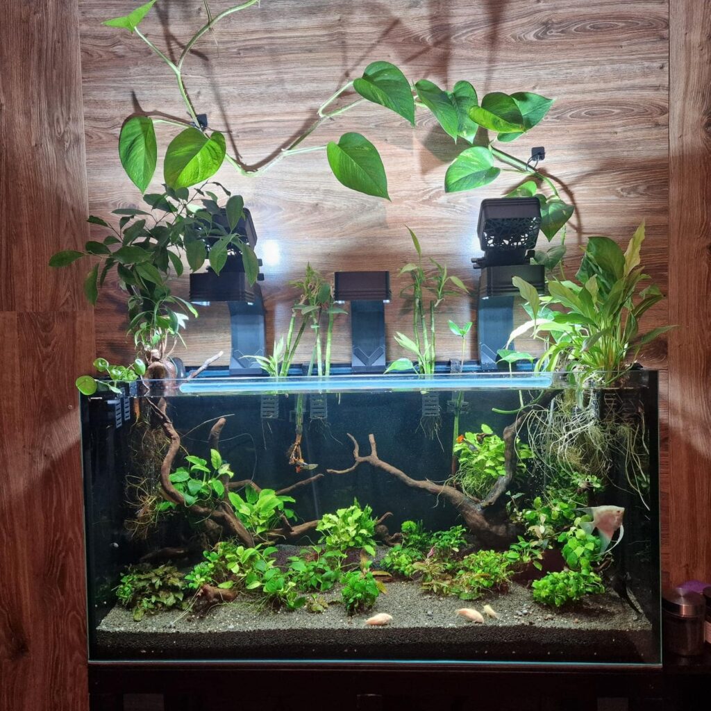 Aquarium plant holder fish tank design with trees and plants by Aquireef3D