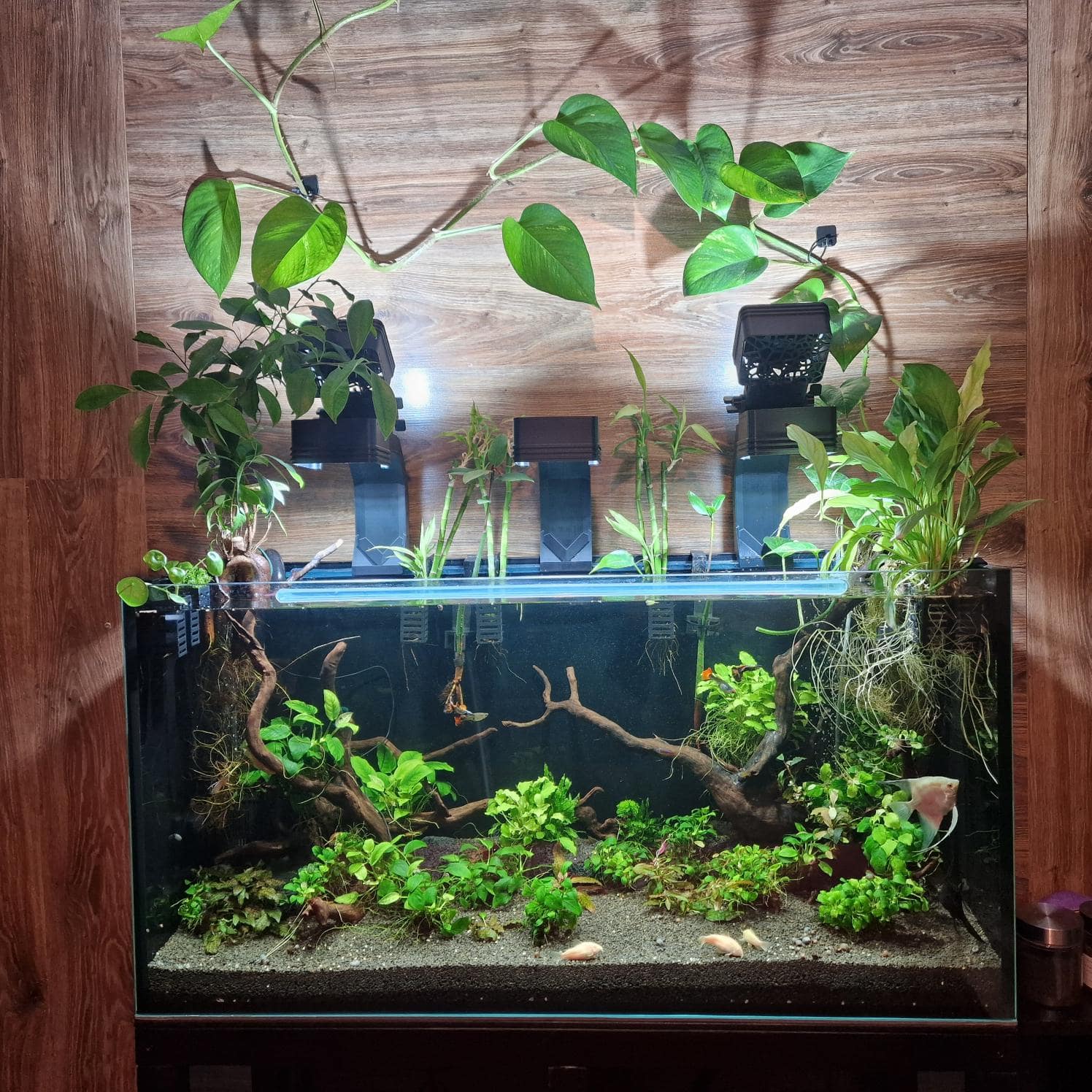 Aquarium setup with trees and plants growing using custom designed 3d print aquarium plant holder