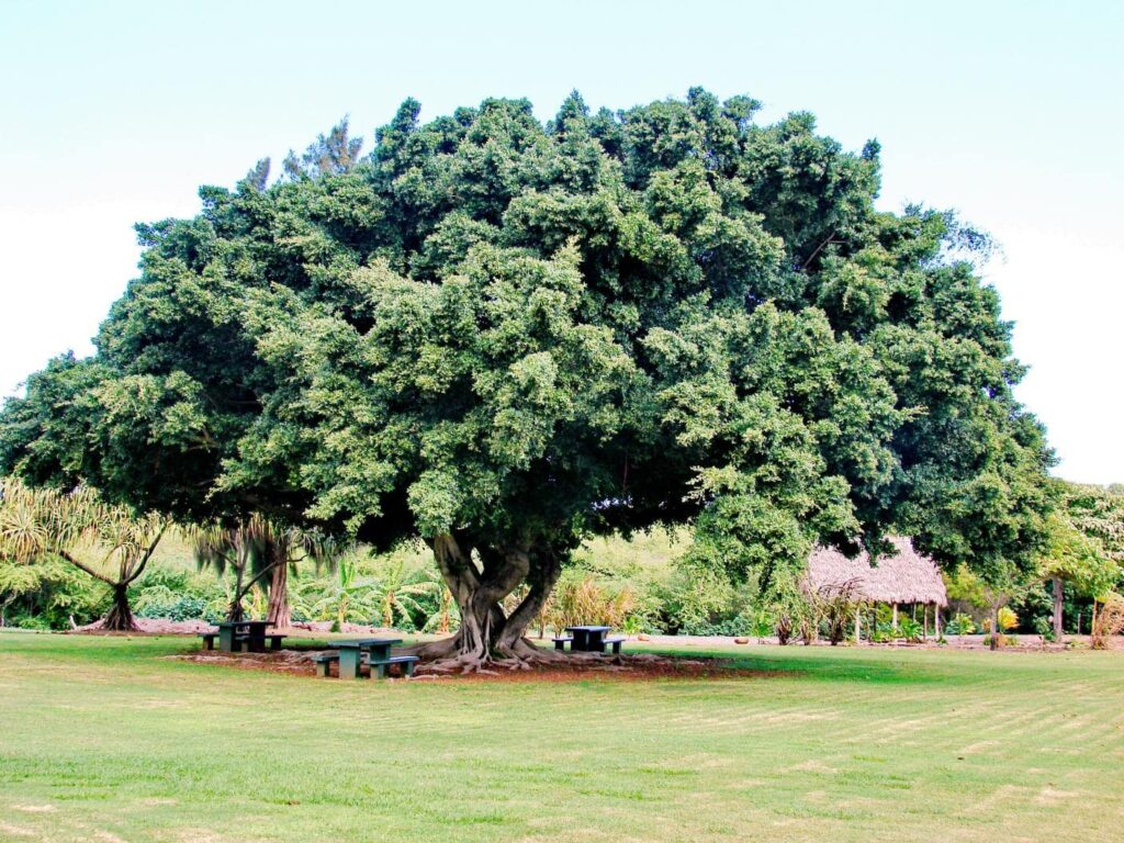 Ginseng Ficus Forest Tree
