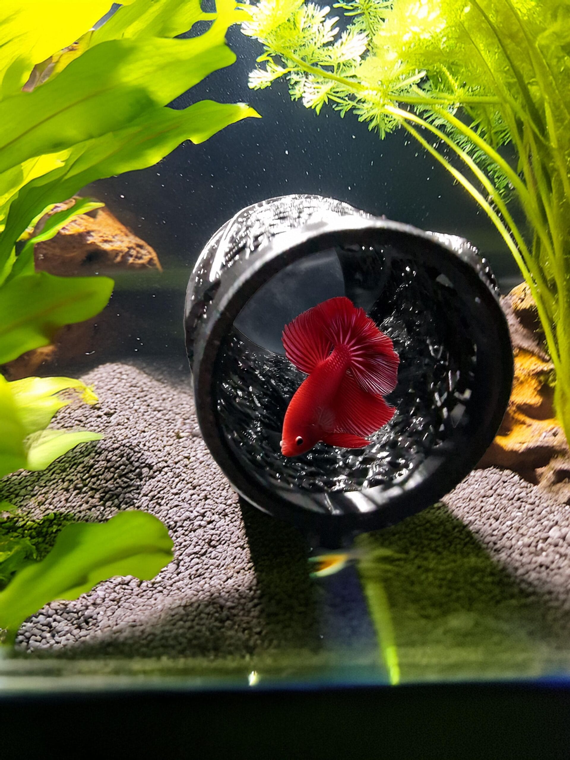 Betta Fish Voronoi Hide, DIY Betta Tunnel & Shelter, Shrimp Cave, Fish Tank Decoration | Betta Tunnel 3D Printable STL File - Image 3