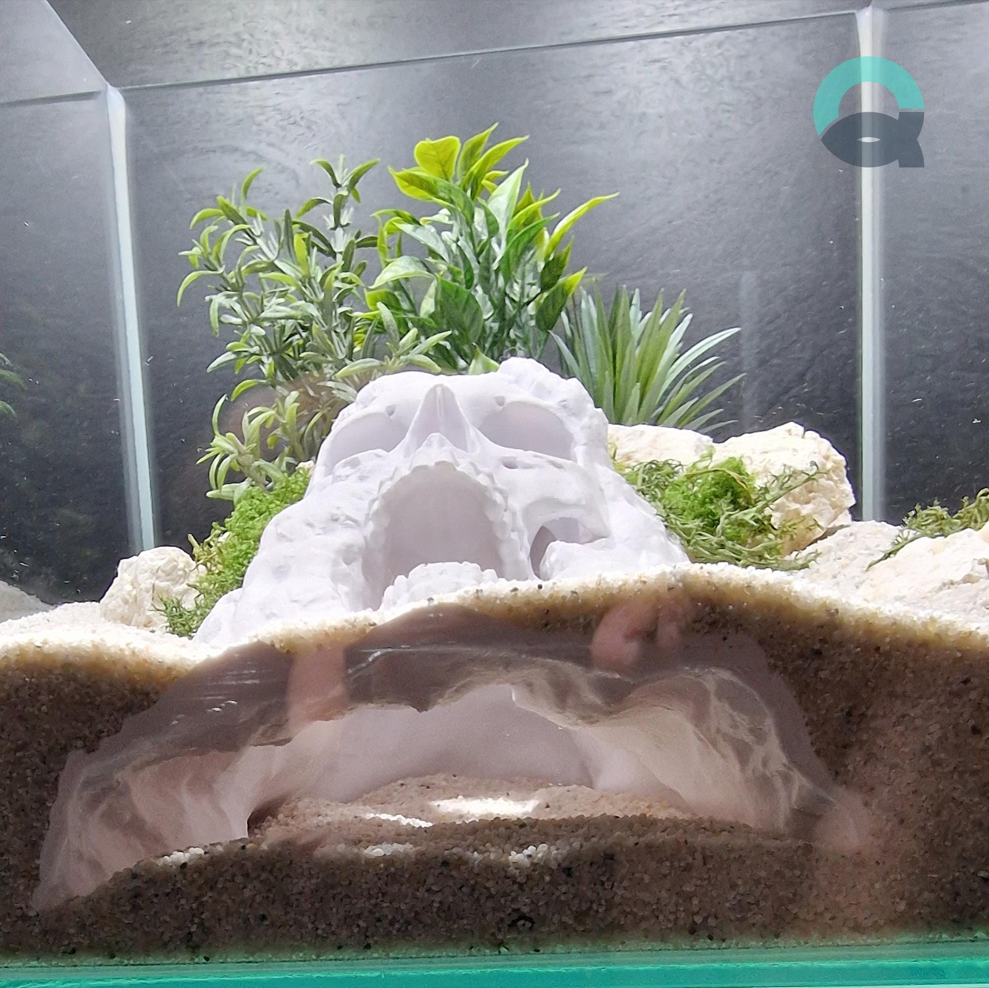 Aquarium & Terrarium Skull Cave – Pirate Themed Hide for Fish, Shrimp, Reptiles, Spiders and Insects | The Pirate Cave 3D Printable STL File - Image 6