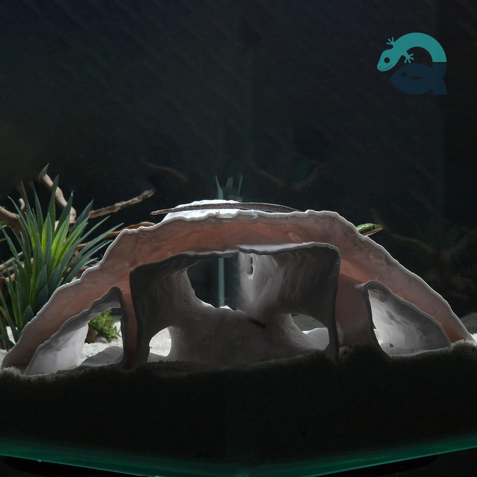 Aquarium & Terrarium Corner Cave for Fish, Shrimp, Amphibians, Reptiles, Spiders, Bugs: a Small Rock Form Tank Corner Decor  | WaveCrest Cave 3D Printable STL File - Image 7