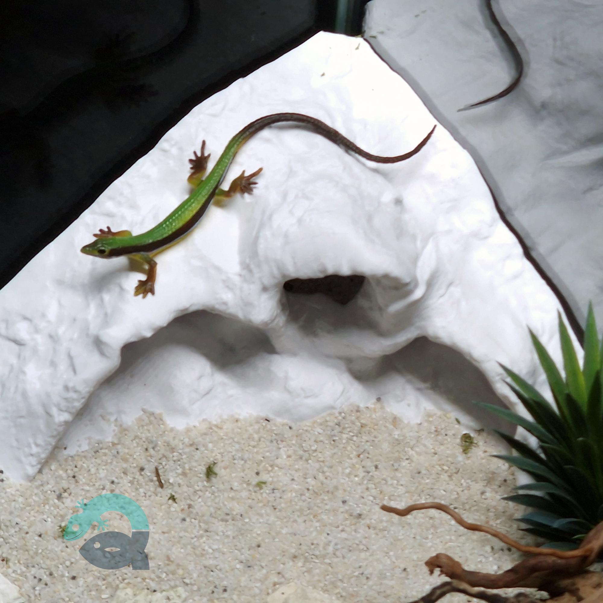 Aquarium & Terrarium Corner Cave for Fish, Shrimp, Amphibians, Reptiles, Spiders, Bugs: a Small Rock Form Tank Corner Decor  | WaveCrest Cave 3D Printable STL File - Image 8