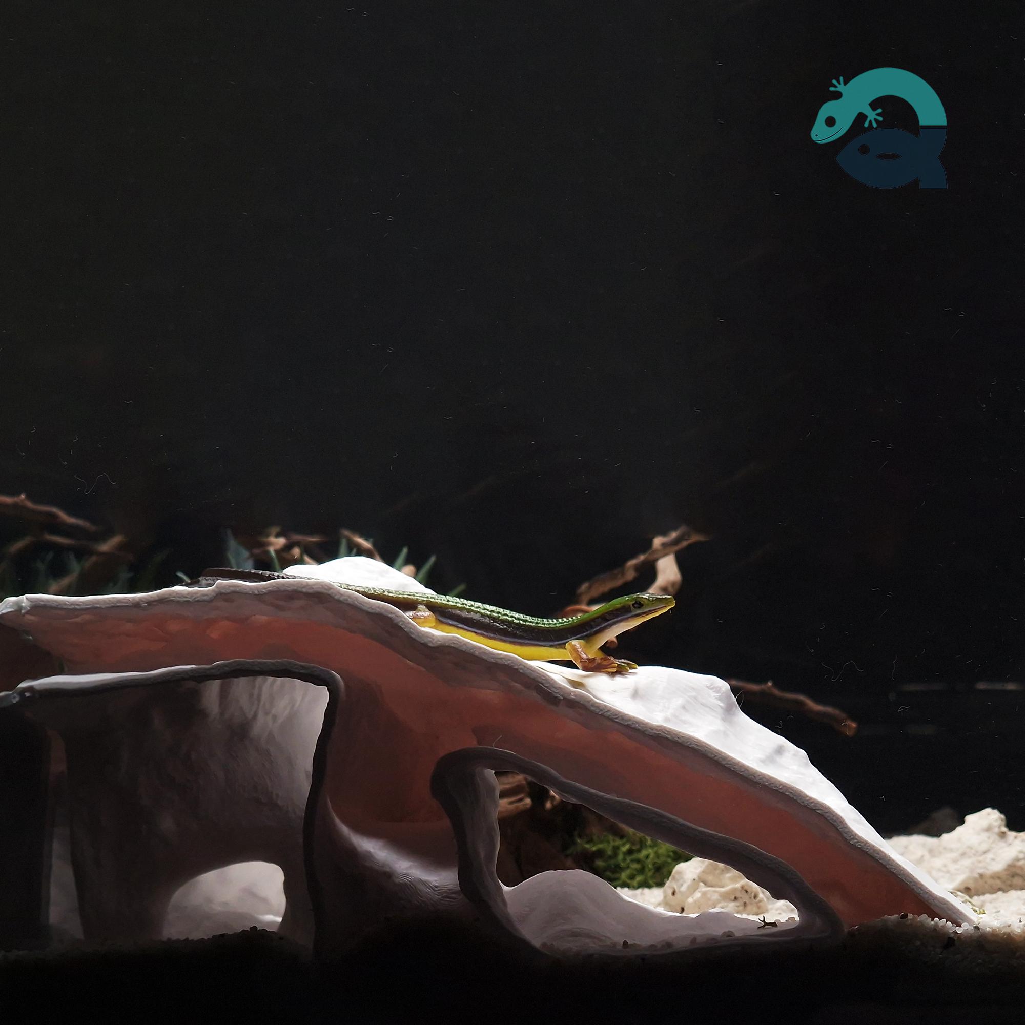 Aquarium & Terrarium Corner Cave for Fish, Shrimp, Amphibians, Reptiles, Spiders, Bugs: a Small Rock Form Tank Corner Decor  | WaveCrest Cave 3D Printable STL File - Image 5